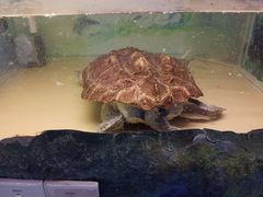 -上海大自然野生昆虫馆(东方明珠·爬宠昆虫探索中心)