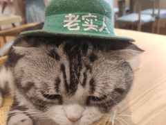 -绒爪撸猫下午茶·猫咖