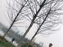 -眉山湿地公园(东坡区)