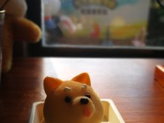 柴犬蛋糕-柴犬高等学院·狗咖·柴犬售卖·宠物训练