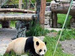 -卧龙中华大熊猫苑神树坪基地
