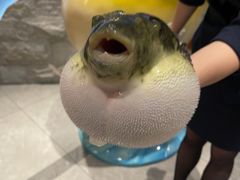 -鲐赏河豚(长寿店)