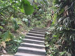 -银湖山郊野公园-相思林