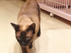 -藏猫猫咖啡主题馆(中央大道店)