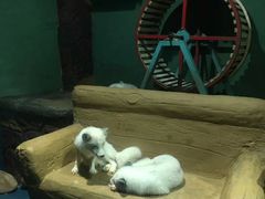 -大连圣亚海洋世界