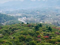-贵州百里杜鹃风景名胜区