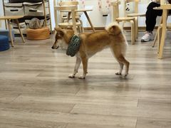 -柴迷FANS CLUB·柴犬狗咖·猫咖