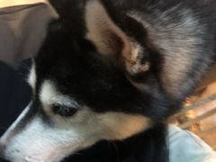 -Husky Go! 哈士奇体验馆·宠物咖啡厅狗咖