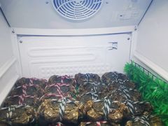 -皮记海鲜1995(寮步店)