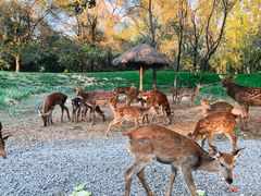 -北京野生动物园