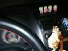 -百利鸽王(紫薇路店)