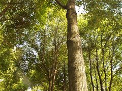 景点-素山寺森林公园