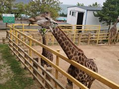-西霞口神雕山野生动物世界