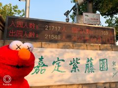 -嘉定紫藤园