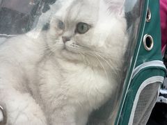 -瑞派康怡24h宠物医院·犬猫医疗中心·微创绝育(瑞景分院)
