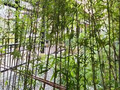 -荔湾湖公园