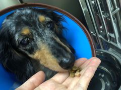 -爱妮康宠物医院·干细胞免疫细胞·肿瘤·心脏(张江店)