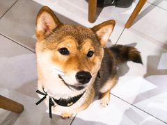 -柴务处·柴犬主题狗咖