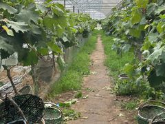 -马陆小张葡萄园农家乐