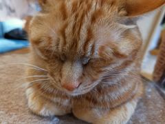 -滚猫咖啡·猫咖·猫友好撸猫(未来城店)
