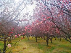 -蜀冈西峰生态公园