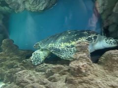 -上海海洋水族馆