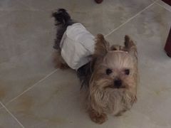 -爱宠屋pet shop·宠物洗澡·宠物美容