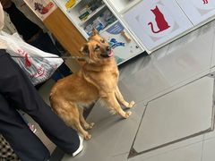 -爱侣宠医·鹦鹉专科·小型哺乳类·异宠专科(灵石路店)