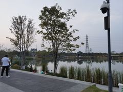 -王借岗森林公园
