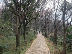-苏州上方山国家森林公园