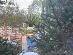 -自由生长植物工作室(深港花卉中心店)
