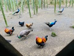 -仙岛湖旅游风景区