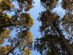 -黄海国家森林公园