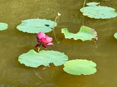 -东莞植物园