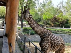 -石家庄市动物园