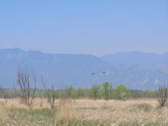 -野鸭湖国家湿地公园