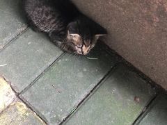 -静安公园(静安寺街道)