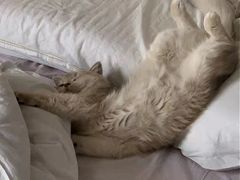 -东方名猫馆·英短金渐层布偶猫舍(环线广场1号楼店)