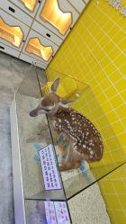 -神奇动物撸宠馆·羊驼·小浣熊·异宠(豫园店)
