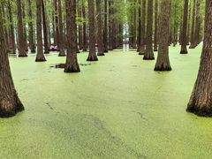 -渌洋湖湿地公园