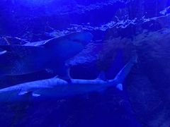 -台州海洋世界
