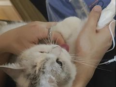 -御宝贝·A梦猫科宠物医院(国际猫友好医院)