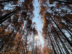 -桤木河湿地公园