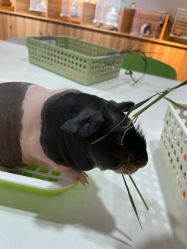 -Moni星球萌宠·小马宝莉·灵蛇·高端高阶全萌宠互动体验俱乐部(红豆国际广场店)