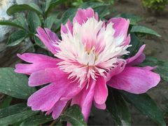 iphone_upload_pic-景山公园