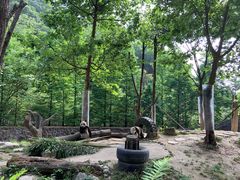 -都江堰中华大熊猫苑