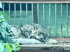-青藏高原野生动物园