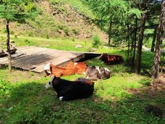 -苏木山森林公园