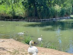 -朝阳公园游乐园