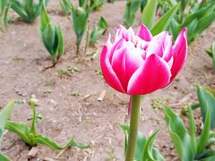 -长春公园(普阳街道)